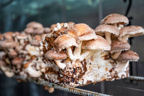 Cultivo de cogumelo shitake com uso de substrato em contêiner