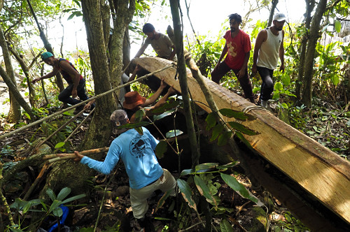 Caiçaras puxando canoa feita de tronco de ingá e espulpida na mata para ser levada ao mar - Vila de Trindade