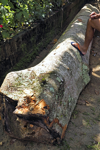 Tronco de árvore para confecção de canoa - Vila de Trindade - 