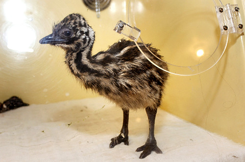 Filhote de Emu em incubadora - Dromaius novaehollandiae 