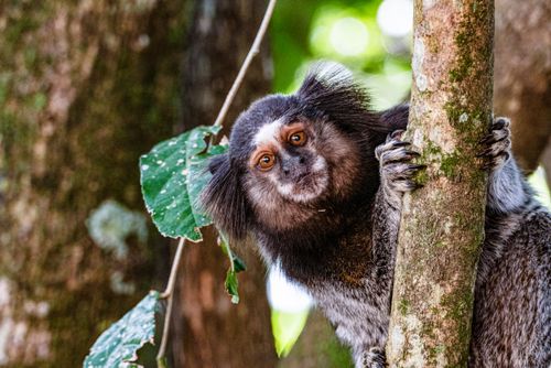 Sagui-de-tufos-pretos  