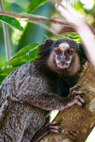 Sagui-de-tufos-pretos  