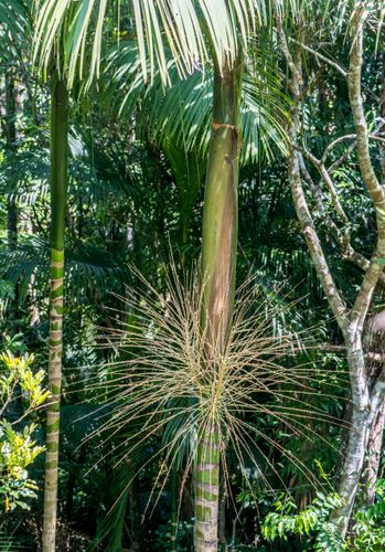 Palmito-Juçara - espécie ameaçada de extinção no Monumento Natural Municipal do Maciço da Costeira