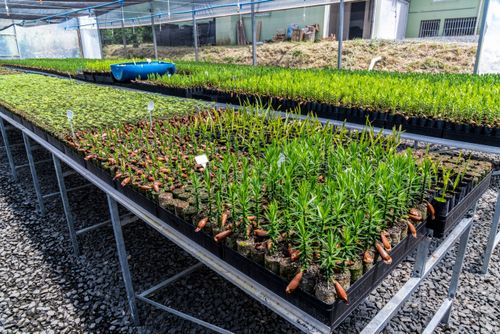 Viveiro do Centro Vianei de Educação Popular com espécies nativas da floresta ombrófila mista