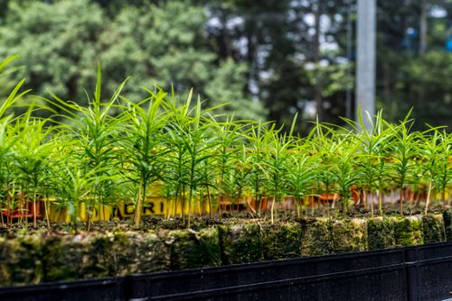Mudas de pinheiro-bravo no viveiro do Centro Vianei de Educação Popular - Podocarpus sp