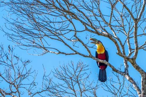 Tucano-de-bico-verde 