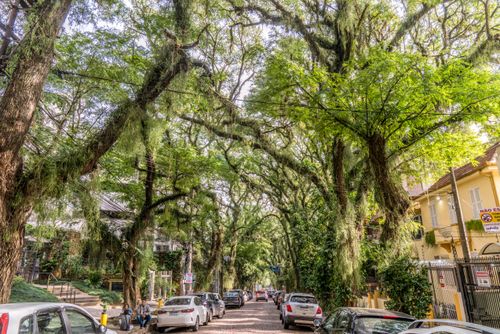 Túnel Verde formado por árvores tipuanas na Rua Gonçalo de Carvalho - bairro Independência - decretada Pat