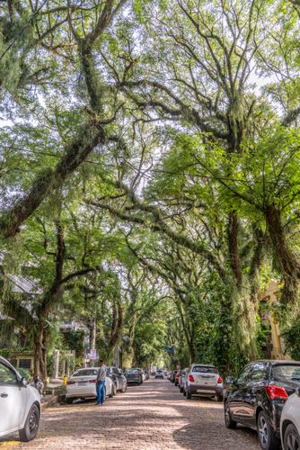 Túnel Verde formado por árvores tipuanas na Rua Gonçalo de Carvalho - bairro Independência - decretada Pat