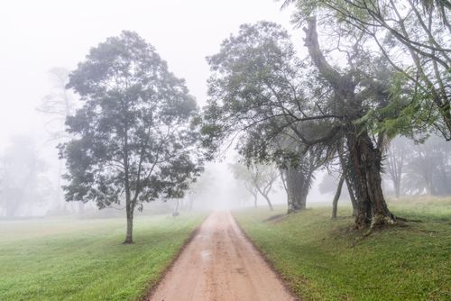 Árvores em chácara secular sob forte neblina