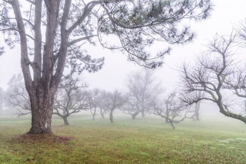 Árvores sob neblina em chácara 