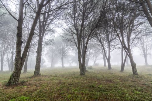 Árvores sob neblina em chácara 