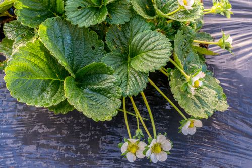 Plantação de morangos em estufa