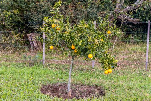 Laranjeira com frutos