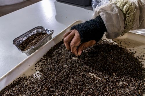 Seleção de sementes em cooperativa de agricultores do MST pioneira em produção de sementes agroecológicas