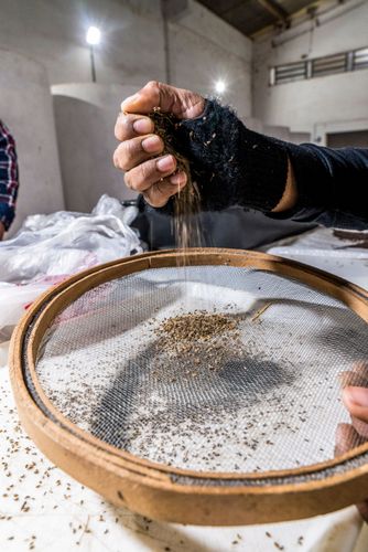 Seleção de sementes em cooperativa de agricultores do MST pioneira em produção de sementes agroecológicas