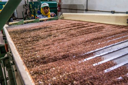 Mesa de gravidade em operação na cooperativa de agricultores do MST pioneira em produção de sementes agroe