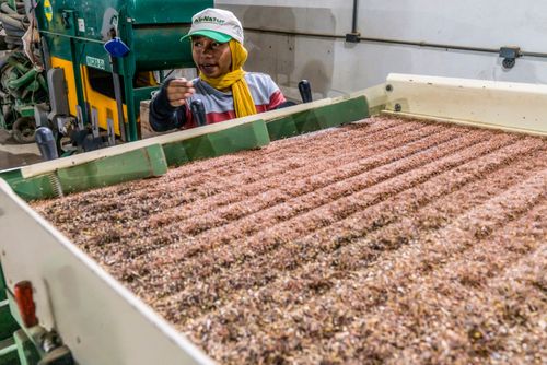 Trabalhadora operando mesa de gravidade em operação na cooperativa de agricultores do MST pioneira em produ�