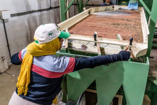 Trabalhadora operando mesa de gravidade na cooperativa de agricultores do MST pioneira em produção de sement