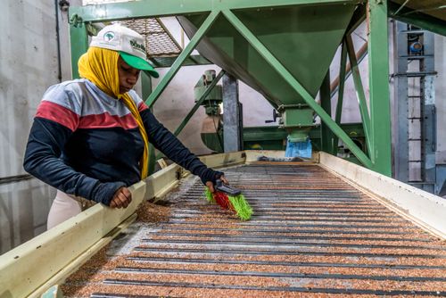 Trabalhadora fazendo limpeza na mesa de gravidade na cooperativa de agricultores do MST pioneira em produção
