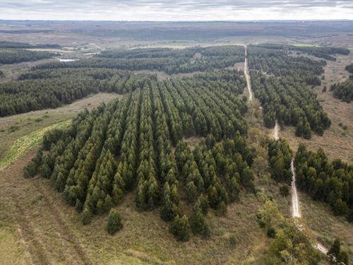 Vista de drone de plantação de eucaliptos em estância