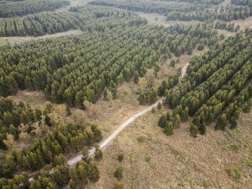 Vista de drone de plantação de eucaliptos em estância