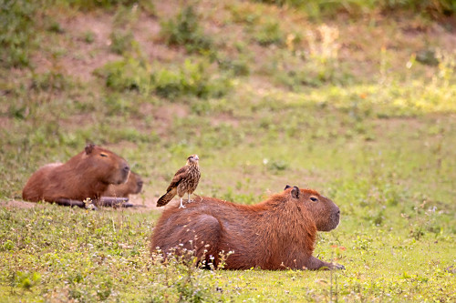 Gavião-carrapateiro em voo - Parque Nacional das Emas - conhecido por ...