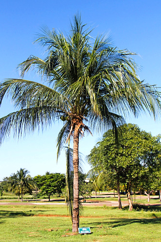 coco verde | Pulsar Imagens | Banco imagens do Brasil