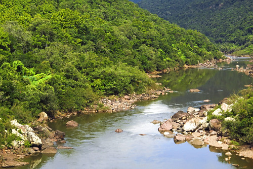 Vegetação de mata atlântica na margem do Rio das Antas  - 