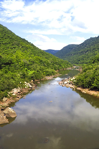 Vegetação de mata atlântica na margem do Rio das Antas  - 