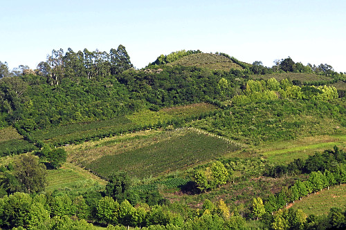 Plantação de uvas - 