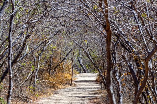 Vegetação da caatinga no fim do outono - Parque Nacional da Serra da Capivara