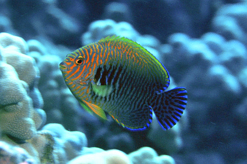 Peixe-anjo-de-Potter - endêmico - Centropyge potteri - Kailua-Kona