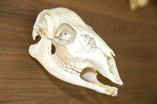 07EG338