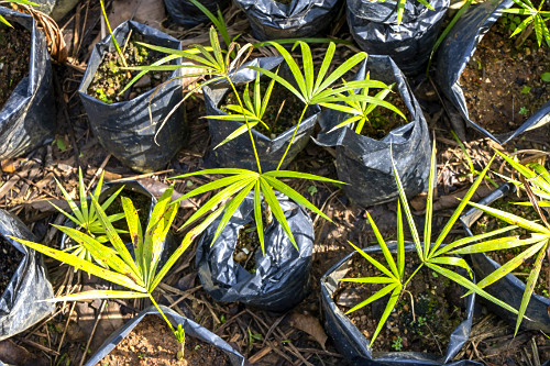 Mudas de palmito-juçara em viveiro - denominado içara - jiçara - palmito-jussara - palmito-doce- palmiteiro