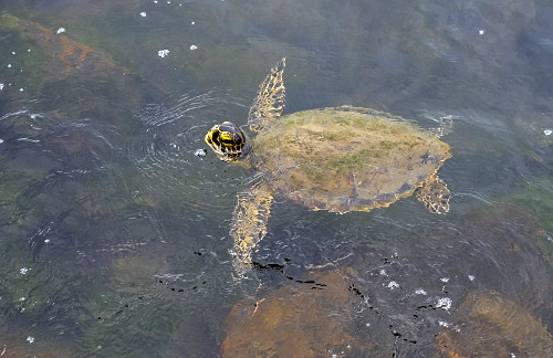 Tartaruga-de-pente respirando na superfície da Praia de Porto Grande