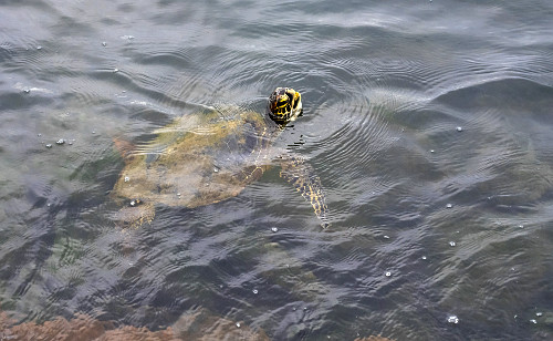 Tartaruga-de-pente respirando na superfície da Praia de Porto Grande