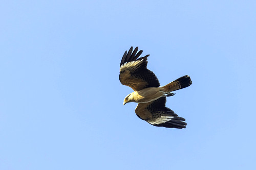 Gavião-carrapateiro em voo - Parque Nacional das Emas - conhecido por ...
