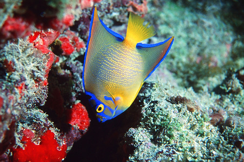 Filhote de peixe anjo - Holacanthus ciliaris - ou ciliares amarelo - Abrolhos