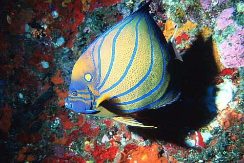 Peixe-anjo - Pomacanthus annularis - Ilhas Similan