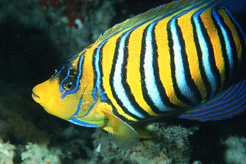 Peixe-anjo - Pygoplites diacanthus - Ilhas Similan