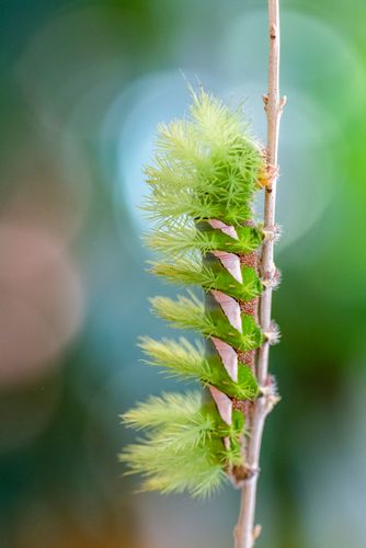 08EG085