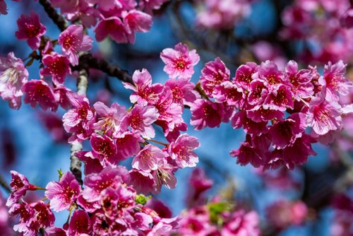 Cerejeira em flor