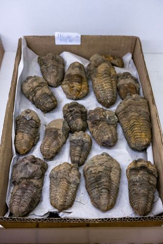 Fóssil de trilobita - animal marinho extinto - à venda no MAGMA Museu Aberto de Geociências , Minerologia e