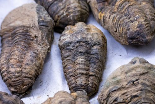 Fósseis de trilobita - animal marinho extinto - à venda no MAGMA Museu Aberto de Geociências , Minerologia 