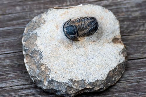 Fóssil de trilobita - animal marinho extinto - à venda no MAGMA Museu Aberto de Geociências , Minerologia e