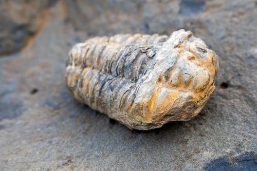 Fóssil de trilobita - animal marinho extinto - à venda no MAGMA Museu Aberto de Geociências , Minerologia e