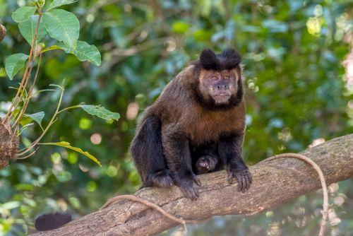 Macaco-prego na ARIE - Área de Relevante Interesse Ecológico Mata Santa Genebra