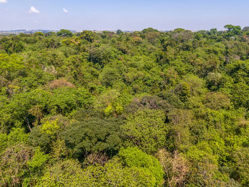 Vista de drone da Área de Relevante Interesse Ecológico Mata Santa Genebra - ARIE