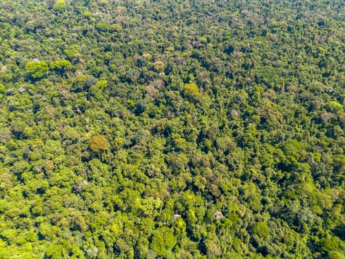 Vista de drone de dossel da Área de Relevante Interesse Ecológico Mata Santa Genebra - ARIE