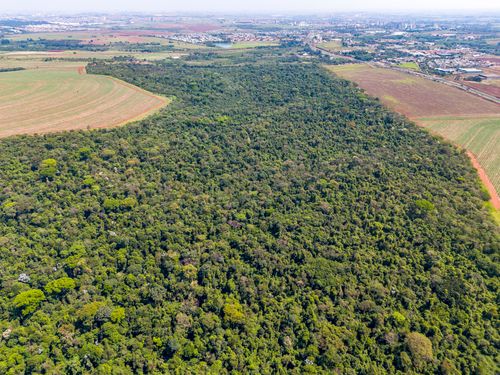 Vista de drone da Área de Relevante Interesse Ecológico Mata Santa Genebra - ARIE